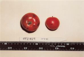 Click for 3 image(s) for this accession. FRUIT